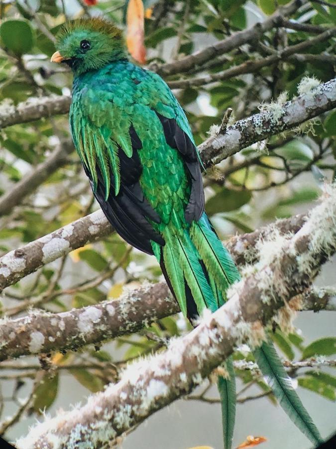 Trogon Lodge San Gerardo de Dota Exteriör bild