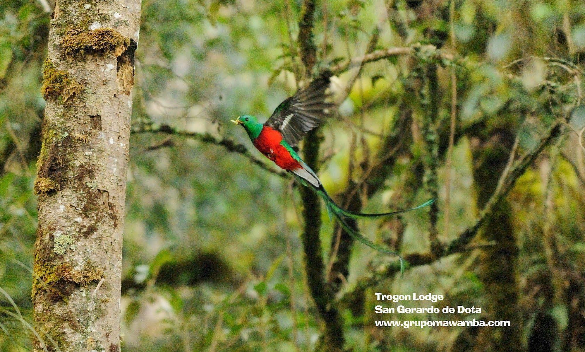 Trogon Lodge San Gerardo de Dota Exteriör bild